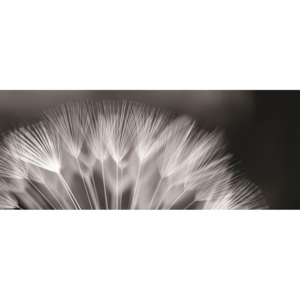 C292VEP Fototapeta: Černobílá pampeliška - 104x250 cm
