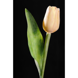 Tulipán broskvový 48836347