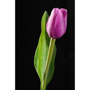Tulipán fialový 48836351