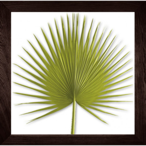 Jardin Pamplemousse Obraz Washingtonia Palm - hnědý dub Velikost: 85 x 85 cm
