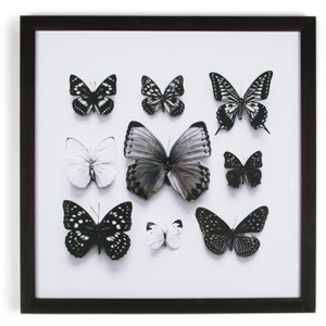 Obraz v rámu Graham & Brown Butterfly Studies, 50 x 50 cm