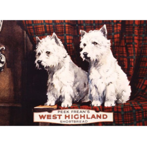 Plechová cedule West Highland - pejsci WHITE AND WHITE 19A303