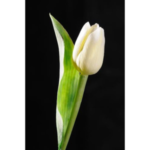 Tulipán bílý 48836352