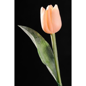 Tulipán korálový 48836348