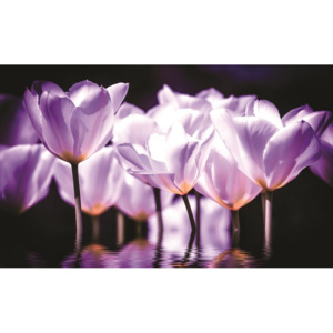 C1104P4 Fototapeta: Fialové tulipány (2) - 184x254 cm