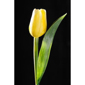 Tulipán žlutý 48836353