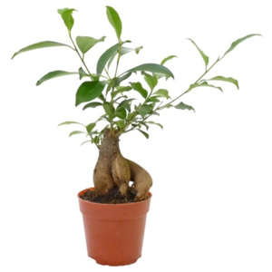 Gardners.cz Ficus microcarpa Ginseng, průměr 12 cm Fíkovník drobnoplodý