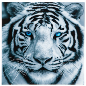 Inviro Obraz WHITE TIGER 60 x 60 cm tvrzené sklo