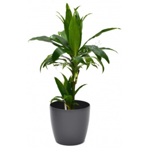 Dracena fragrans 70 cm
