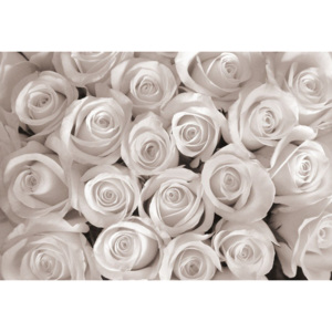 C2167V4 Fototapeta vliesová: Bílá růže - 184x254 cm