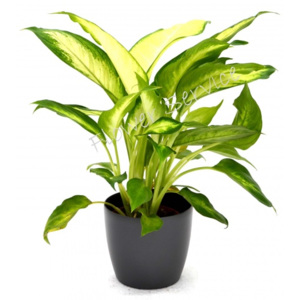 Dieffenbachia camilla 45 cm