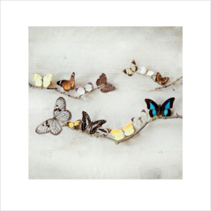 Obraz, Reprodukce - Ian Winstanley - Array of Butterflies, (40 x 40 cm)