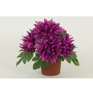Autronic Chryzantéma v obalu - 6 hlavá, fialová barva - kopie
