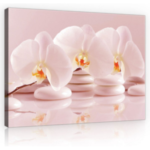 Obraz na plátně: Růžové orchideje - 75x100 cm