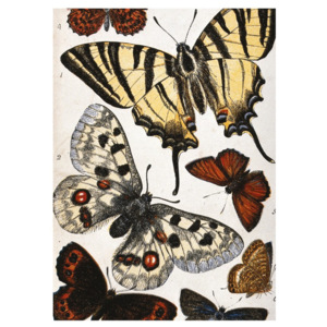 Utěrka na nádobí Jay Biologica Butterflies