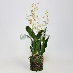 Umělá orchidej Oncidium creme 55cm - Výprodej