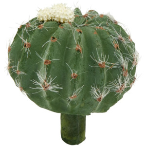FLORISTA Kaktus - zelená/krémová