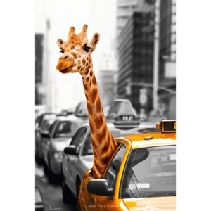 Plakát - New York Safari