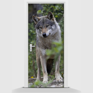 Samolepící fototapeta - Vlk v lese 95 x 210cm