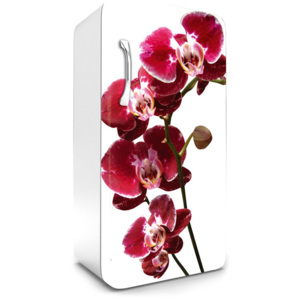 Fototapeta samolepící na lednice - Orchidej