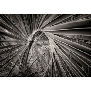 Fototapeta, Tapeta Palm Tree Leave, (254 x 184 cm)
