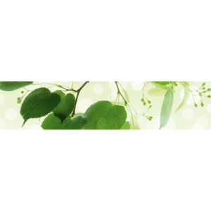 Fototapeta samolepící do kuchyně - Zelené listy lípy