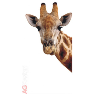 Fototapeta jednodílná - Žirafa