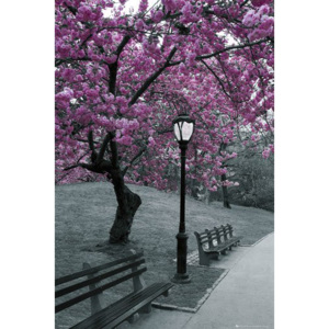 Plakát - Central Park Blossom