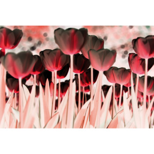 Fototapeta třidílná vliesová Tulipány v červeném