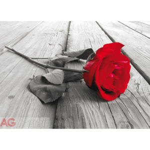 Fototapeta jednodílná - Růže červená