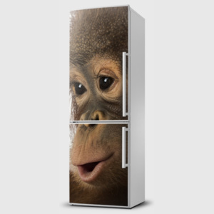 Fototapeta samolepící na lednice - Opice