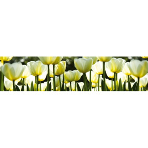 Fototapeta samolepící do kuchyně - Bílé tulipány
