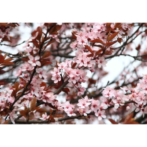 Fototapeta, Tapeta Beautiful Blossoms, (368 x 254 cm)