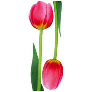 Samolepící pokojová dekorace Tulipán