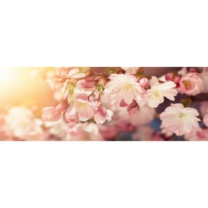 Fototapeta samolepící do kuchyně - Květy třešně