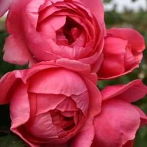 Růže Kordes Parfuma 'Gartenprizessin Marie-José' 2L kontejner