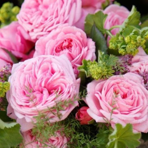 Růže Kordes Parfuma 'Rosengräfin Marie Henriette' 2L kontejner