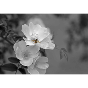Skleněný Obraz Bee Blossom