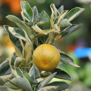 Citrus kalamondin 'Variegata' 22cm