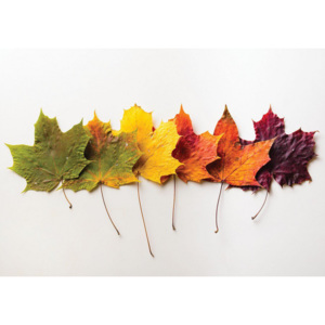 Obraz na plátně: Podzimní listí - 75x100 cm