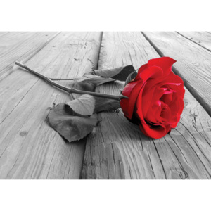 C3671VEL Fototapeta vliesová: Červená růže - 104x152,5 cm