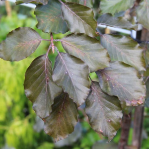 Buk lesní 'Tortuosa Purpurea'