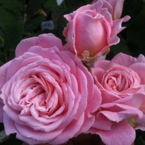 Růže Kordes Parfuma 'Rosengräfin Marie Henriette' kmínek 90cm