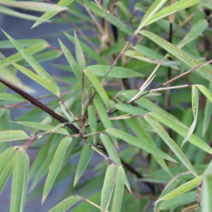 Fargesia nitida 'Black Pearl' 7,5 litru