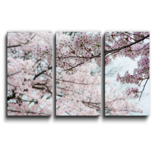 3- dílný obraz - Třešňové květy