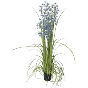 Orchidej travní | Europalms | Výška 140cm | modré květy
