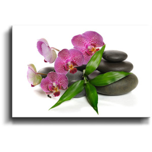 Obraz - Růžová orchidea