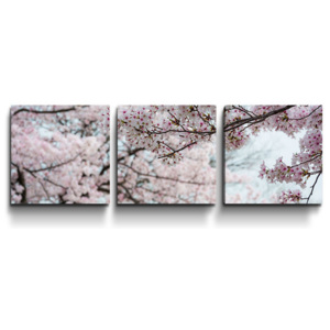 3- dílný obraz - Třešňové květy