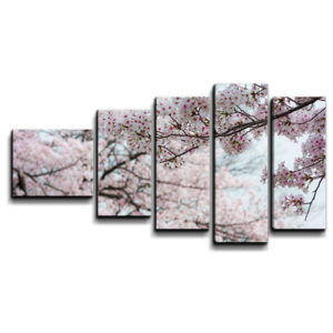 5- dílný obraz - Třešnové květy