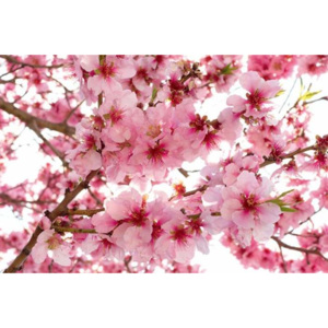 Vliesové fototapety Dimex - fototapeta XL-524 Apple blossom (330 x 220 cm), lepidlo a poštovné v Č.R. zdarma